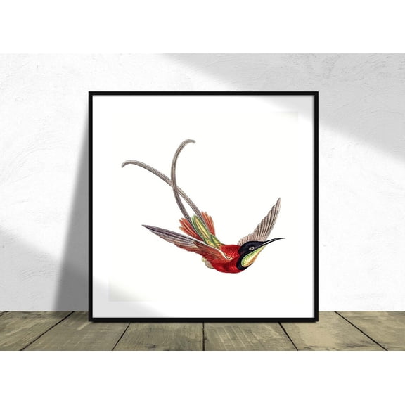 Colorful Vintage Hummingbird Square Vintage Bird Reproduction Nature Botanic Unframed Paper Print