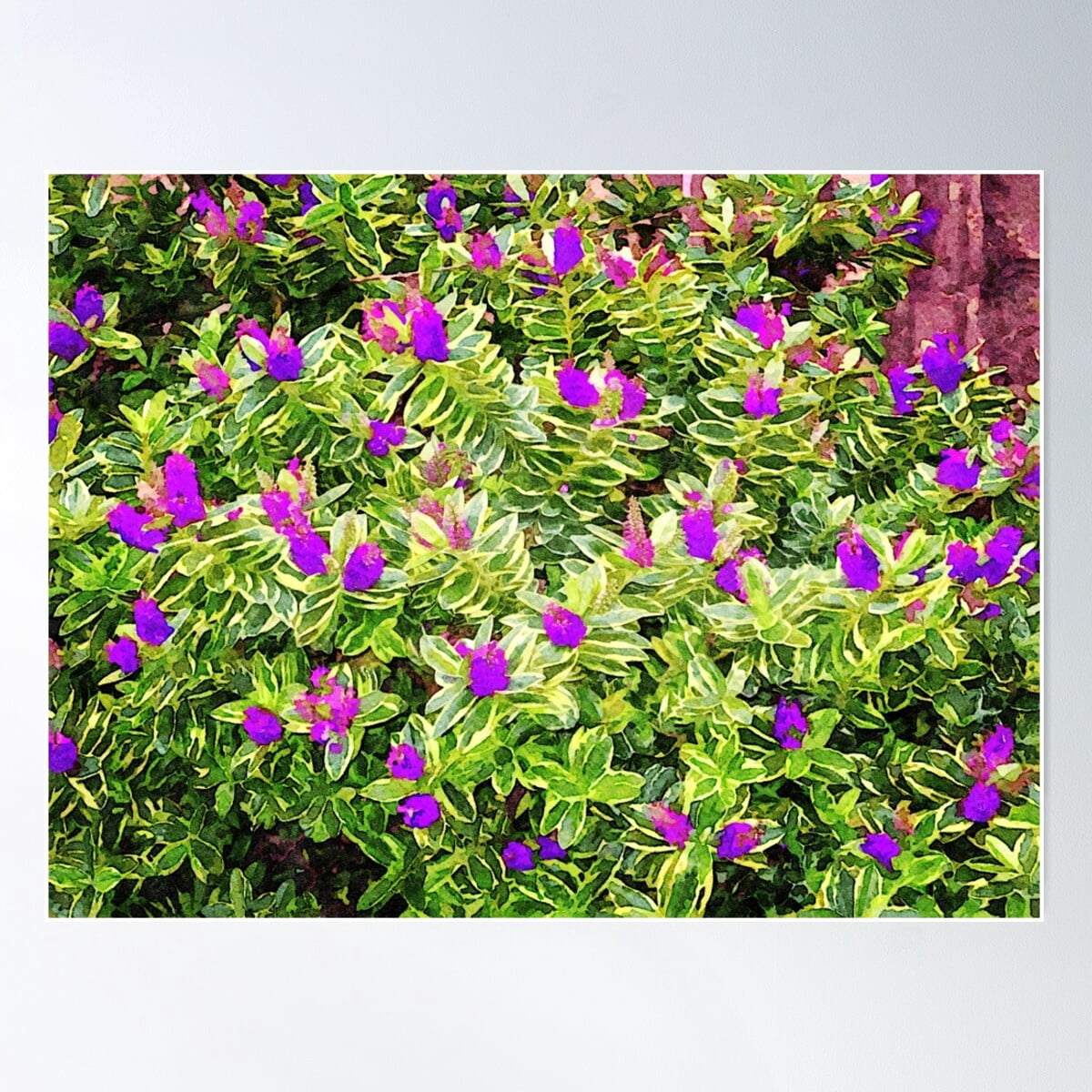 Visual Reference: Colorful Watercolor Painting Of Purple Hebe Flowers With Green Foliage