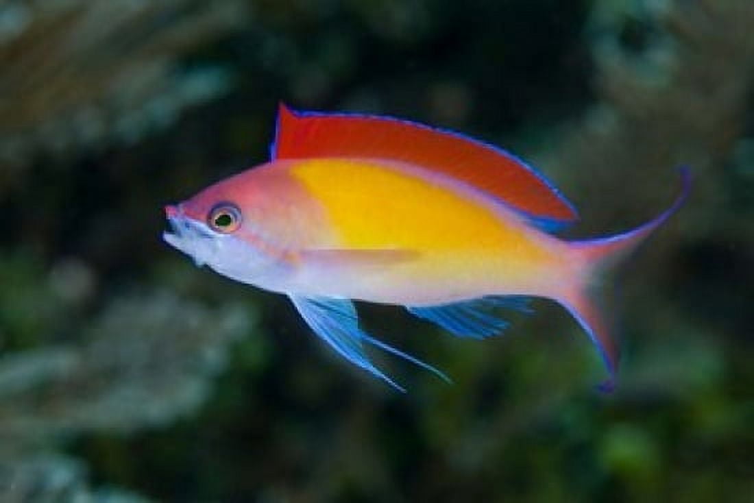 Colorful anthias fish Canvas Art - Jaynes Gallery DanitaDelimont (26 x 18)
