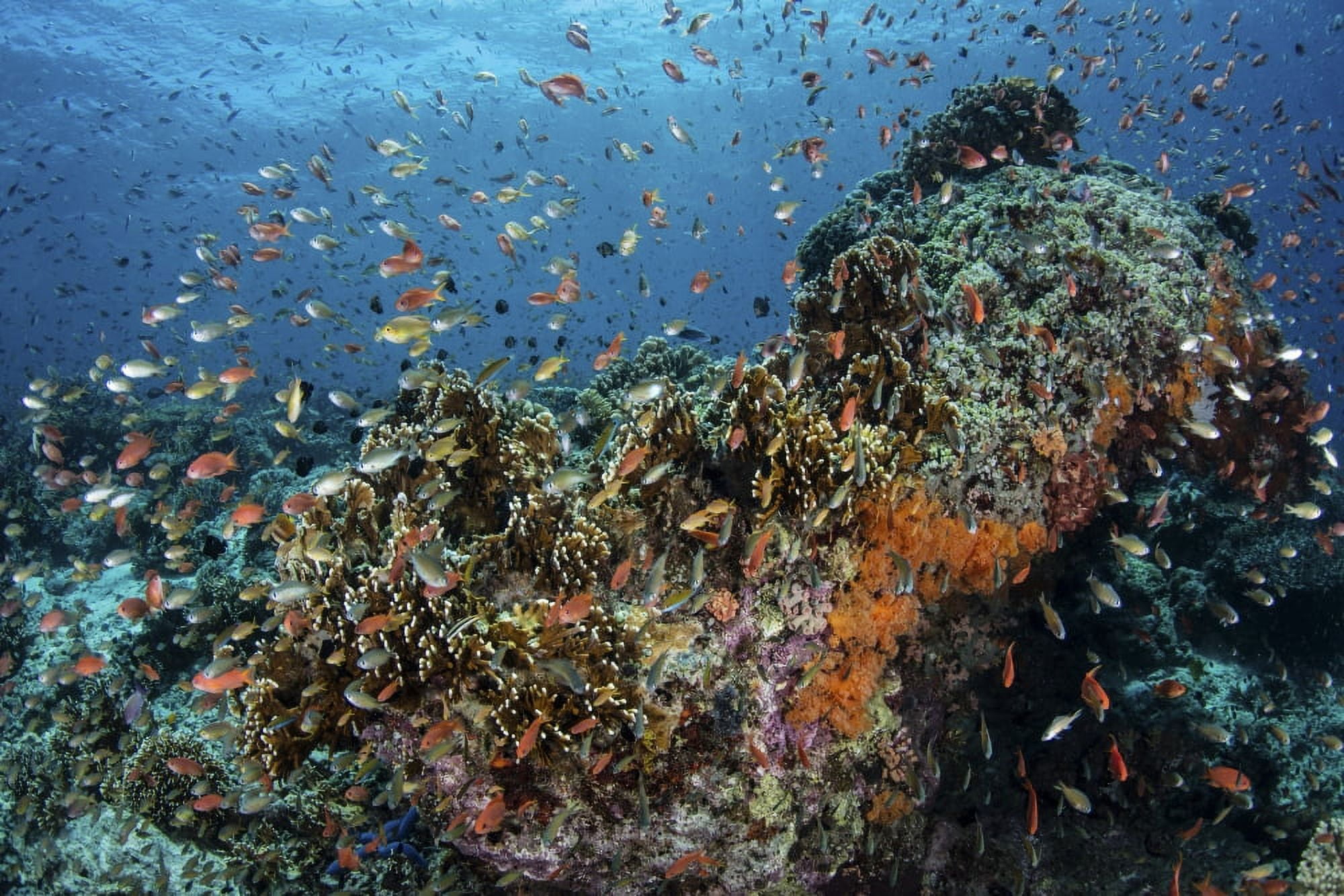 Colorful anthias swim above corals in Komodo National Park Indonesia Canvas Art - Ethan DanielsStocktrek Images (34 x 23)
