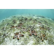 Colorful chocolate chip sea stars cover the seafloor in Wakatobi National Park. Poster Print by Ethan Daniels/Stocktrek Images (17 x 11)