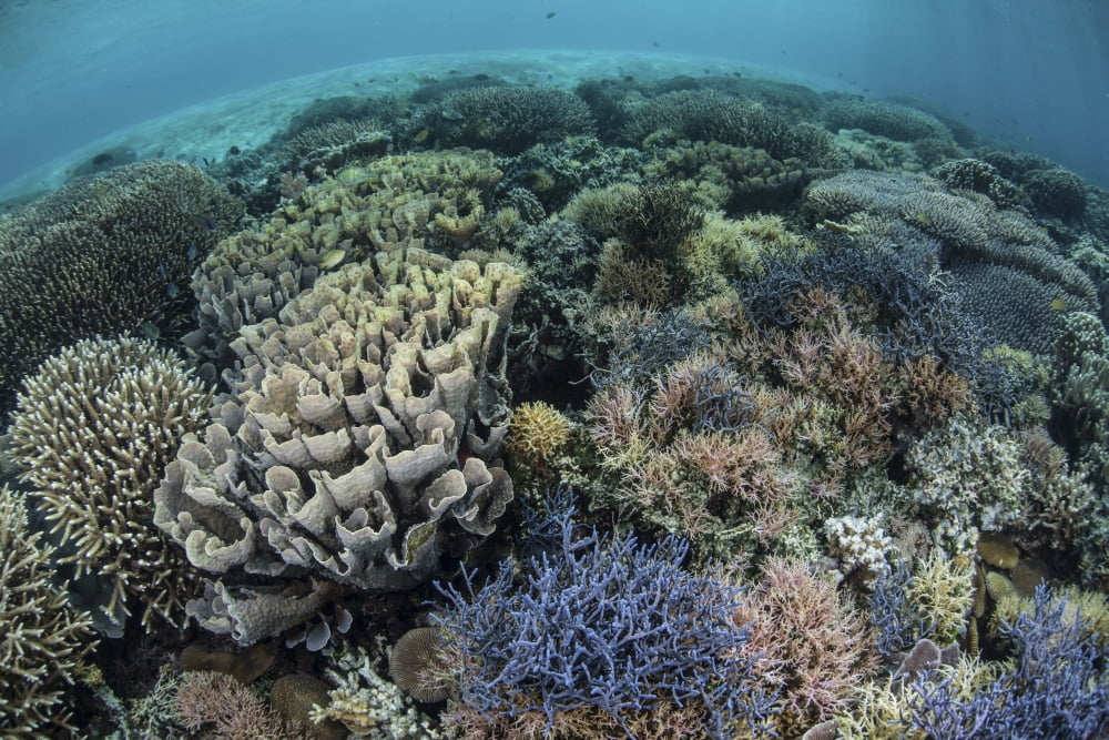 Colorful corals near the island of Alor Indonesia Canvas Art - Ethan DanielsStocktrek Images (18 x 12)