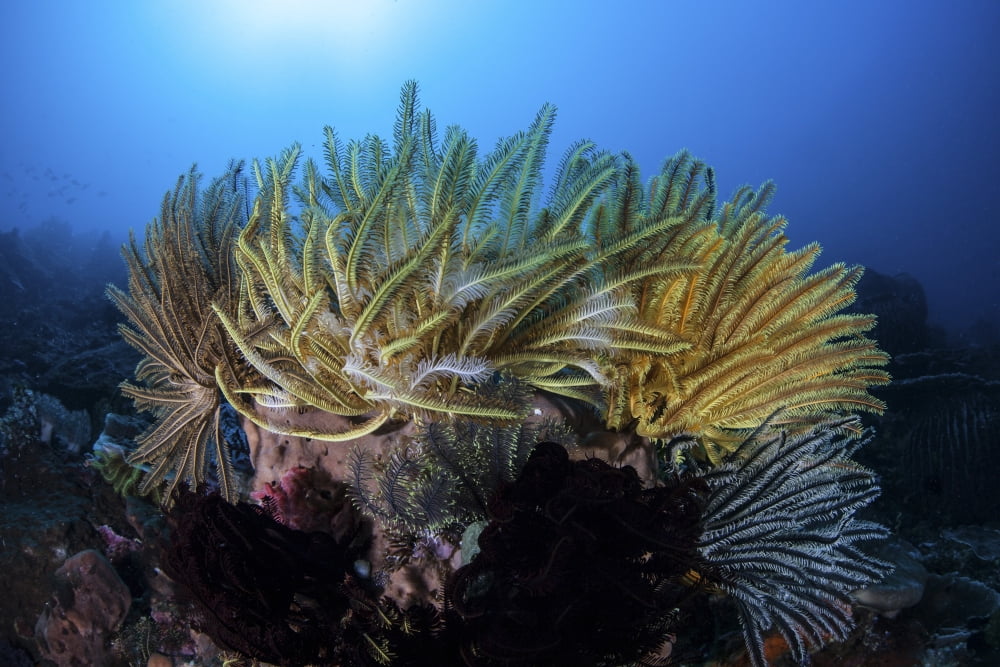 Colorful crinoids aggregate on a healthy coral reef in Indonesia Canvas Art - Ethan DanielsStocktrek Images (34 x 23)