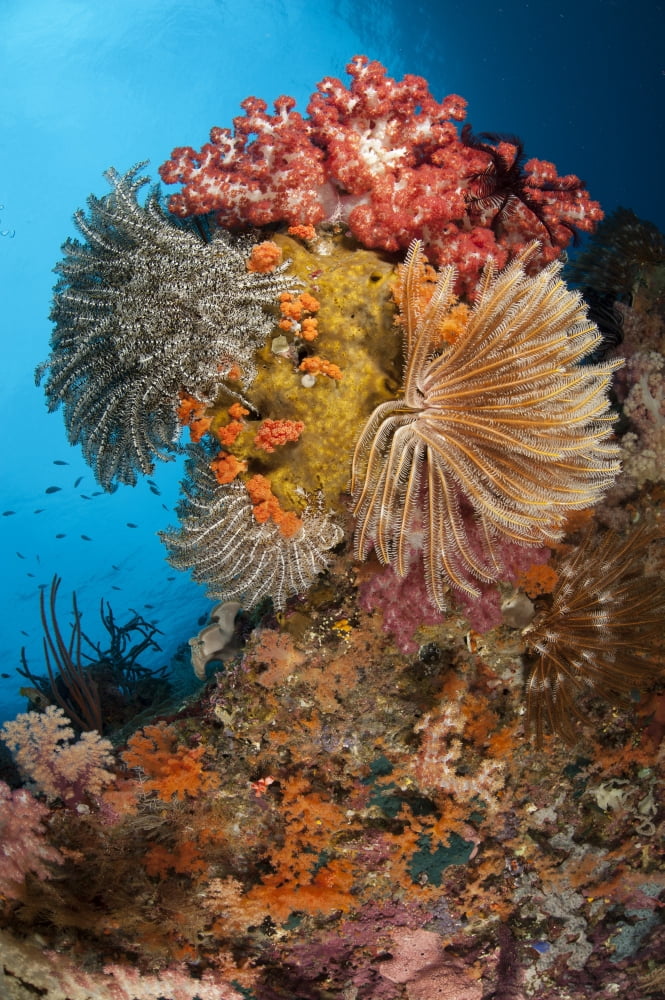 Colorful crinoids and soft corals adorn a reef in Raja Ampat Canvas Art - Steve JonesStocktrek Images (12 x 18)