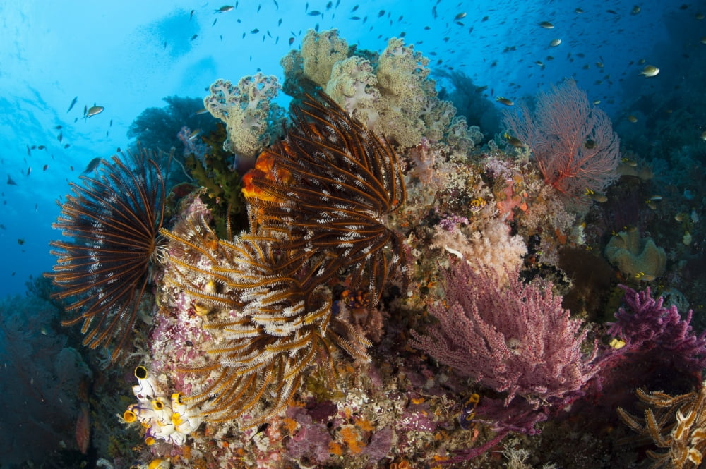 Colorful crinoids and soft corals adorn a reef in Raja Ampat Canvas Art - Steve JonesStocktrek Images (18 x 12)