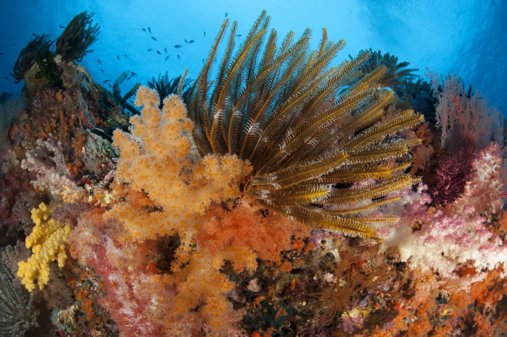 Colorful crinoids and soft corals adorn a reef in Raja Ampat Canvas Art - Steve JonesStocktrek Images (35 x 23)