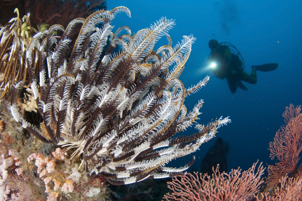 Colorful crinoids and soft corals adorn a reef in Raja Ampat Canvas Art - Steve JonesStocktrek Images (35 x 23)