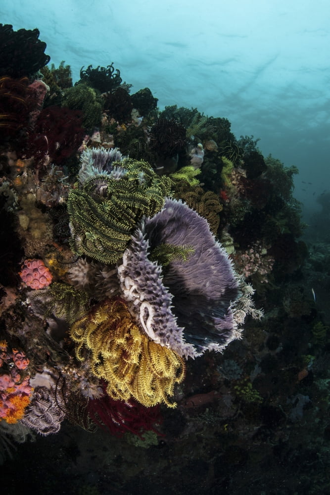 Colorful crinoids and sponges grow on a vibrant reef in Indonesia Canvas Art - Ethan DanielsStocktrek Images (23 x 34)