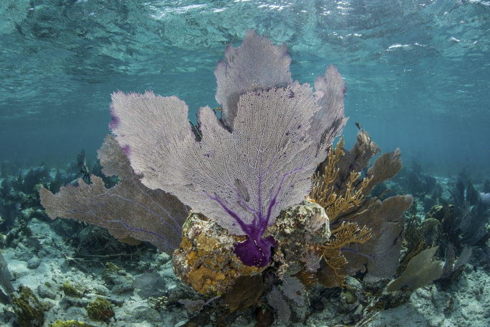 Colorful gorgonians grow in off Turneffe Atoll in Belize Canvas Art - Ethan DanielsStocktrek Images (17 x 12)