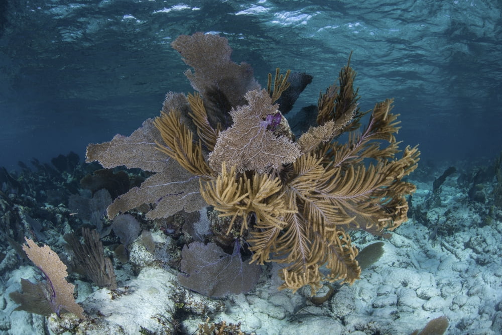 Colorful gorgonians grow in off Turneffe Atoll in Belize Canvas Art - Ethan DanielsStocktrek Images (17 x 12)