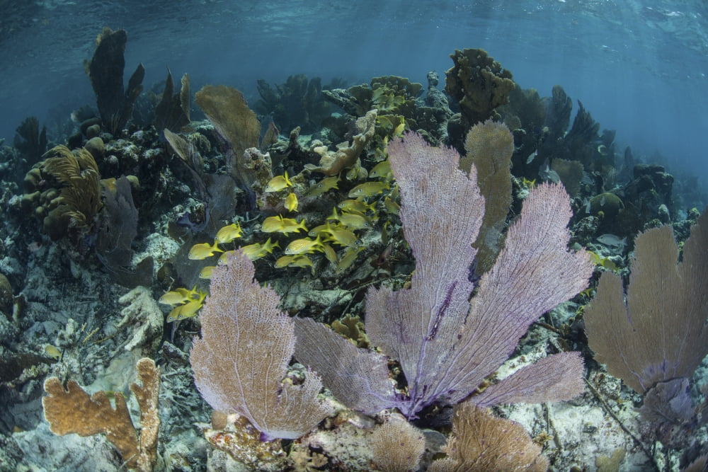 Colorful gorgonians grow in off Turneffe Atoll in Belize Canvas Art - Ethan DanielsStocktrek Images (17 x 12)