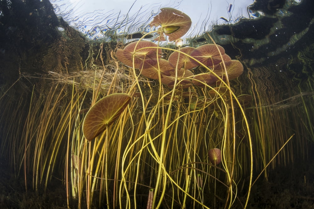 Colorful lily pads and reeds grow along the edge of a freshwater lake Canvas Art - Ethan DanielsStocktrek Images (34 x 23)