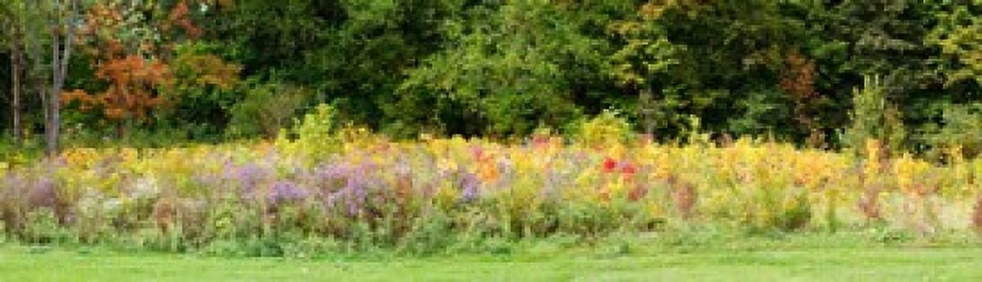 Colorful meadow with wild flowers during autumn Ontario Canada Canvas Art - Panoramic Images (40 x 12)