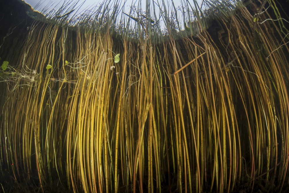 Colorful reeds grow to the surface along the edge of a freshwater lake Canvas Art - Ethan DanielsStocktrek Images (17 x 12)