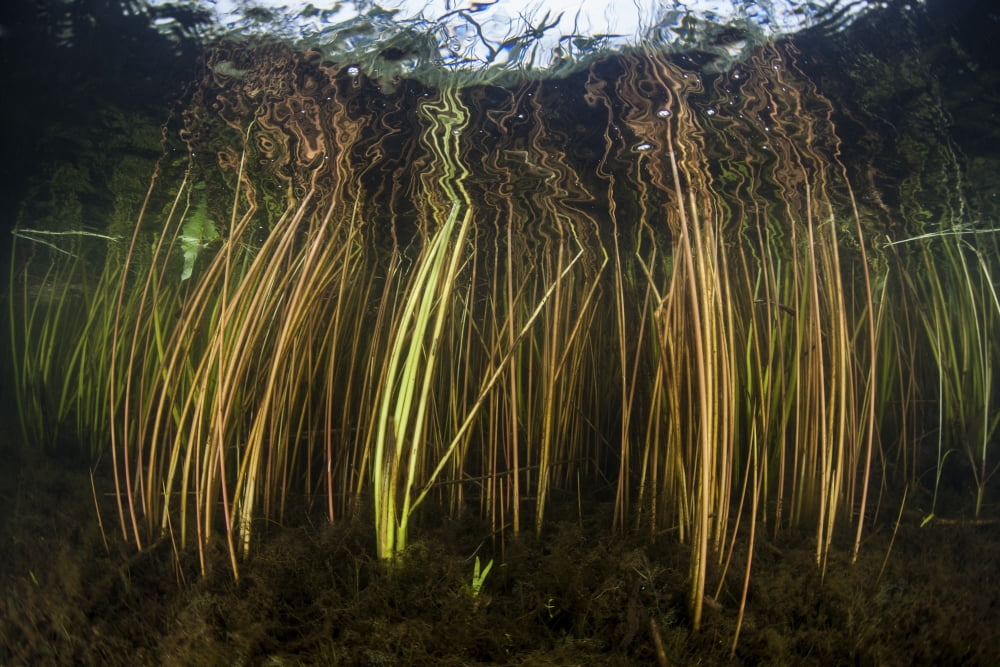 Colorful reeds grow to the surface along the edge of a freshwater lake Canvas Art - Ethan DanielsStocktrek Images (34 x 23)