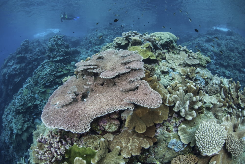 Colorful reef-building corals grow on a reef in the Solomon Islands Canvas Art - Ethan DanielsStocktrek Images (17 x 12)