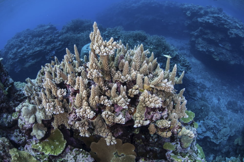 Colorful reef-building corals grow on a reef in the Solomon Islands Canvas Art - Ethan DanielsStocktrek Images (17 x 12)