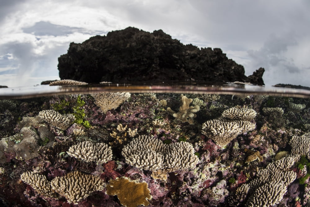 Colorful reef-building corals grow on a reef in the Solomon Islands Canvas Art - Ethan DanielsStocktrek Images (17 x 12)