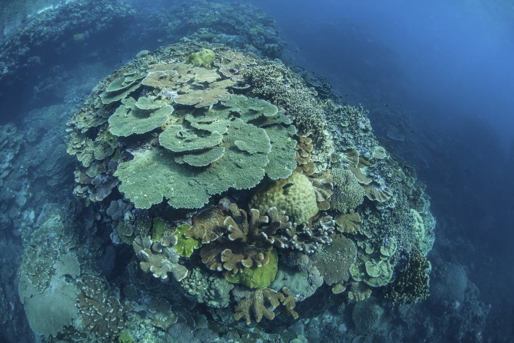 Colorful reef-building corals grow on a reef in the Solomon Islands Canvas Art - Ethan DanielsStocktrek Images (34 x 23)