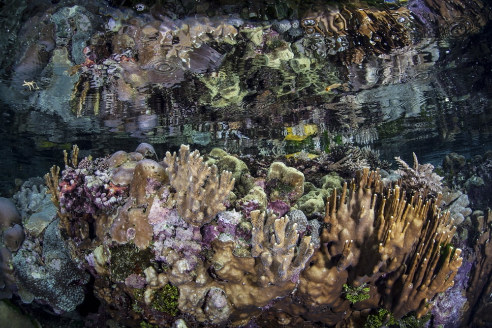 Colorful reef-building corals grow on a reef in the Solomon Islands Canvas Art - Ethan DanielsStocktrek Images (34 x 23)