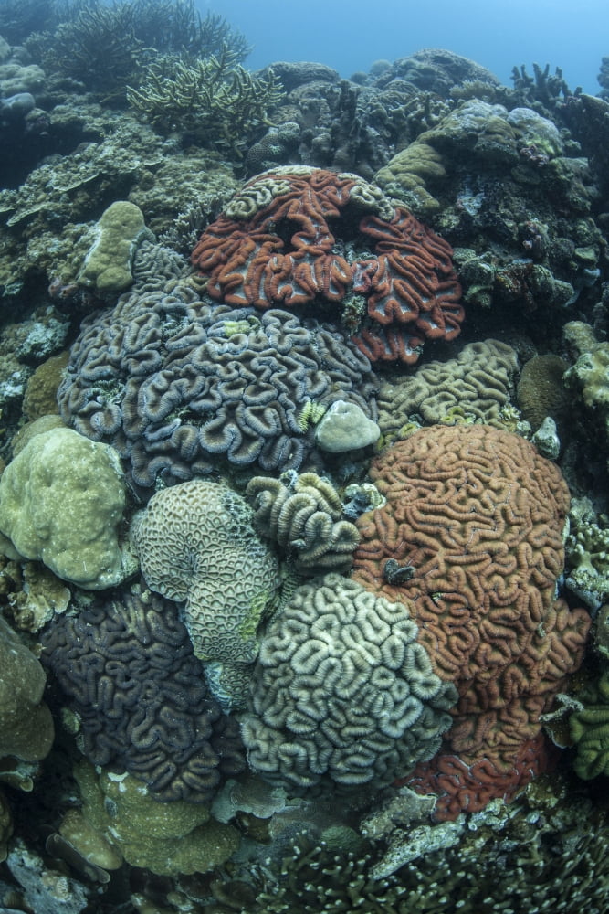 Colorful reef-building corals grow on a reef inside Palaus lagoon Canvas Art - Ethan DanielsStocktrek Images (12 x 17)
