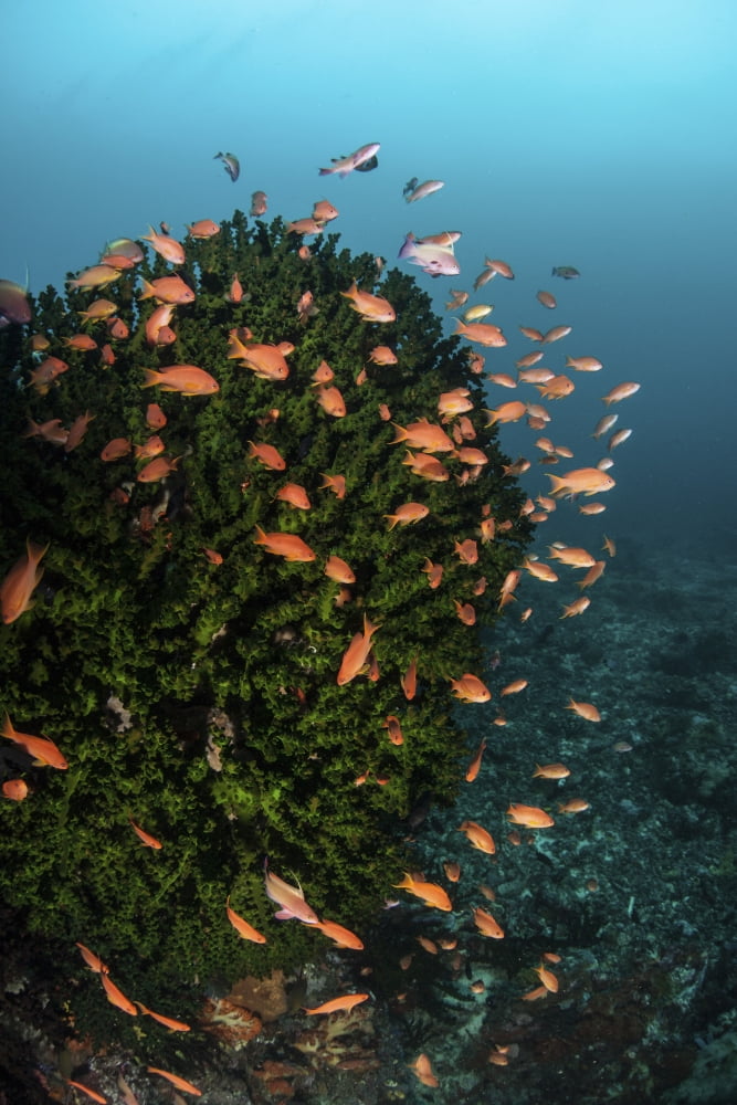 Colorful reef fish wim in a strong current on a reef in Indonesia Canvas Art - Ethan DanielsStocktrek Images (12 x 17)