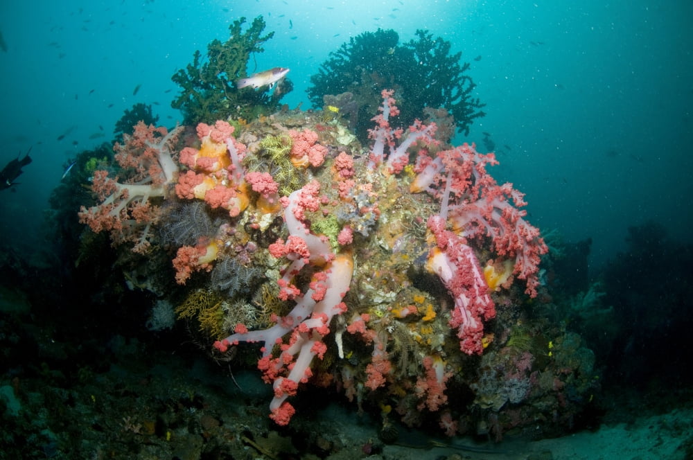 Colorful reef scene Komodo Indonesia Canvas Art - Mathieu MeurStocktrek Images (18 x 12)