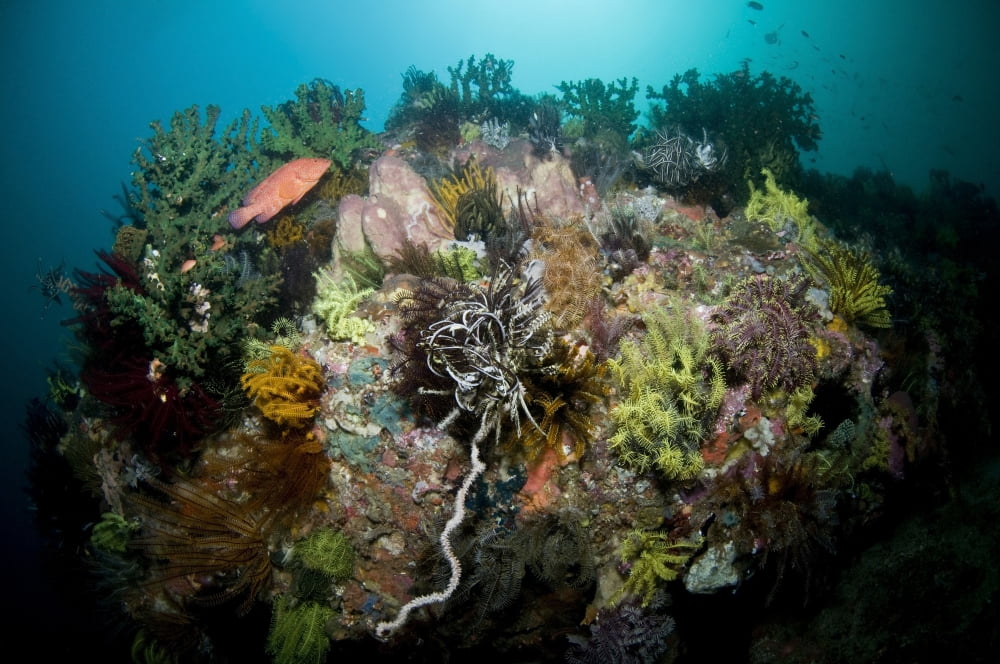 Colorful reef scene Komodo Indonesia Canvas Art - Mathieu MeurStocktrek Images (18 x 12)