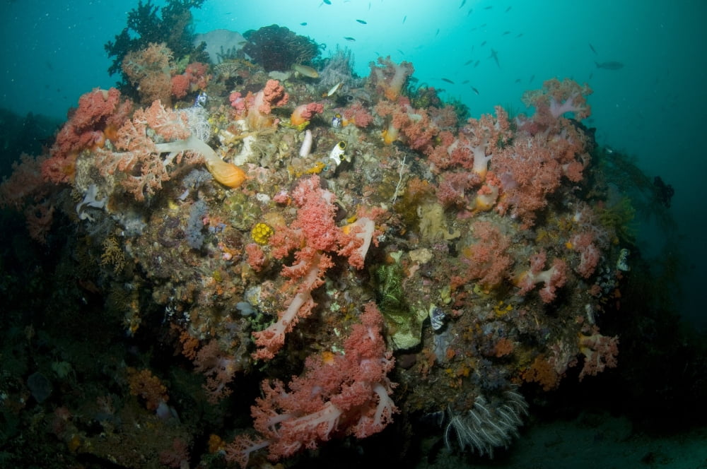 Colorful reef scene Komodo Indonesia Canvas Art - Mathieu MeurStocktrek Images (35 x 23)