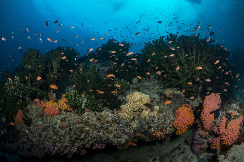 Colorful reef scene of orange anthias swimming amongst hard corals Canvas Art - Mathieu MeurStocktrek Images (17 x 12)