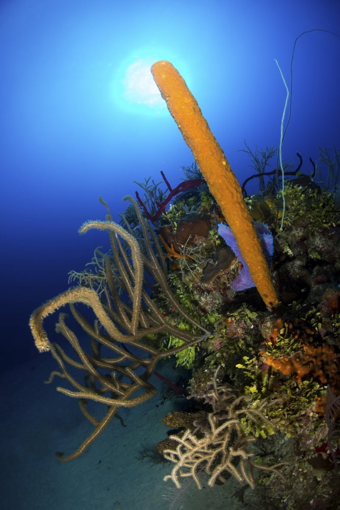 Colorful reef scene with bright orange tube sponge and soft coral Canvas Art - Mathieu MeurStocktrek Images (23 x 34)