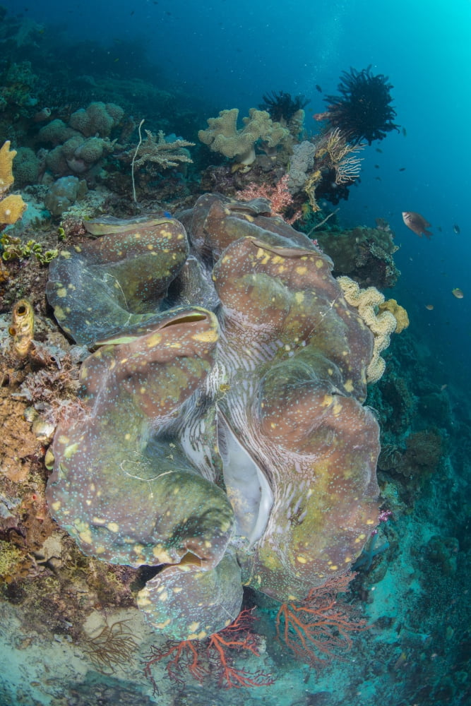 Colorful reef scene with massive giant clam West Papua Indonesia Canvas Art - Mathieu MeurStocktrek Images (12 x 17)