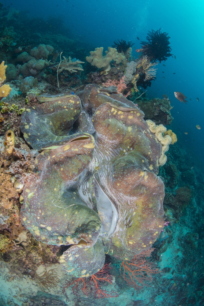 Colorful reef scene with massive giant clam West Papua Indonesia Canvas Art - Mathieu MeurStocktrek Images (23 x 34)
