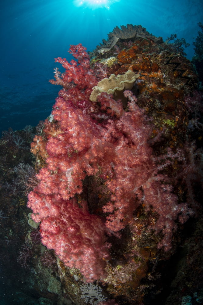 Colorful reef scene with soft coral Cenderawasih Bay Indonesia Canvas Art - Mathieu MeurStocktrek Images (23 x 34)