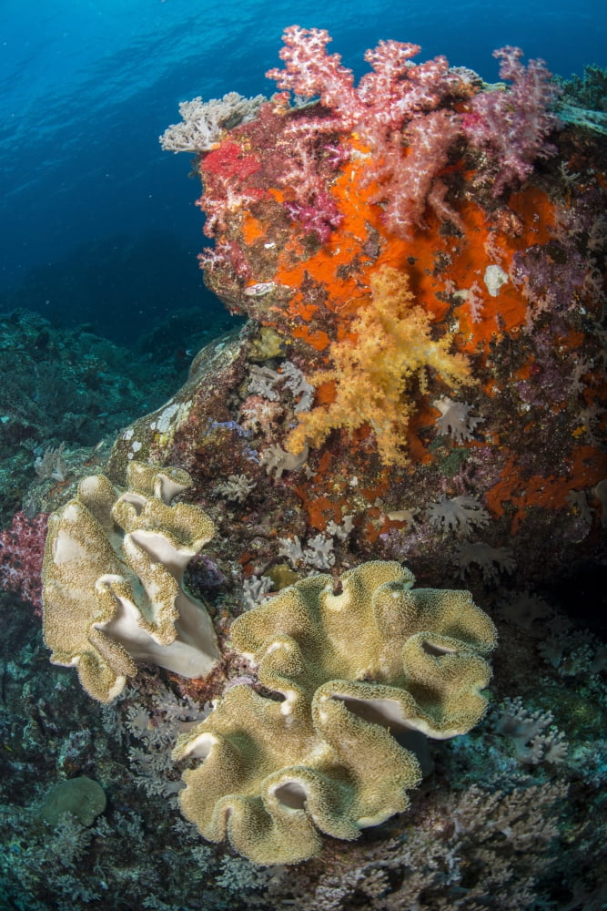 Colorful reef scene with soft coral Cenderawasih Bay Indonesia Canvas Art - Mathieu MeurStocktrek Images (23 x 34)