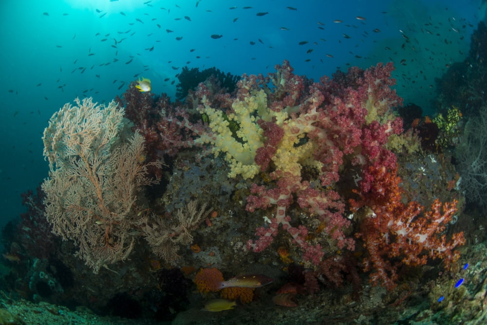 Colorful reef with gorgonian sea fan soft corals and school of anthias fish Canvas Art - Mathieu MeurStocktrek Images (34 x 23)