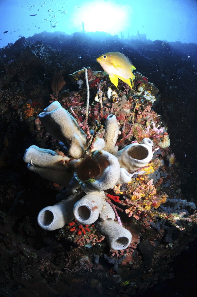 Colorful reef with grey tube sponges and golden damselfish Canvas Art - Mathieu MeurStocktrek Images (12 x 18)