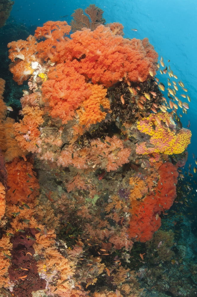 Colorful reefs covered in orange Dendronephthya soft corals Canvas Art - Steve JonesStocktrek Images (23 x 35)