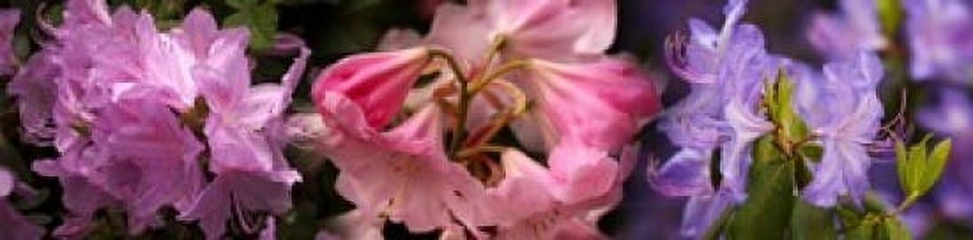 Colorful rhododendrons flowers Canvas Art - Panoramic Images (20 x 5)