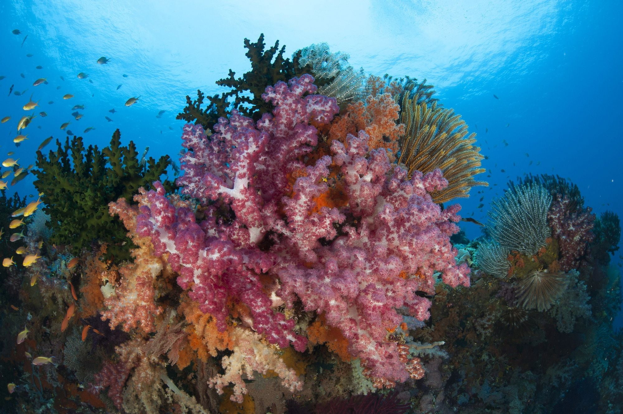 Colorful soft corals adorn the stunning reefs of southern Raja Ampat Canvas Art - Steve JonesStocktrek Images (18 x 12)