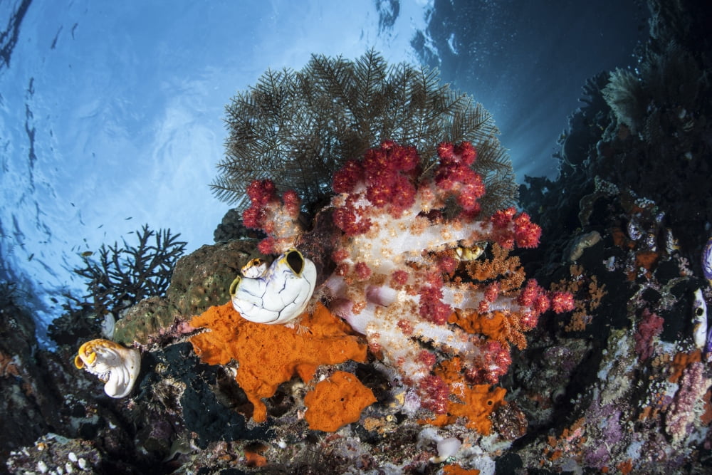 Colorful soft corals grow on a reef dropoff in Raja Ampat Canvas Art - Ethan DanielsStocktrek Images (17 x 12)