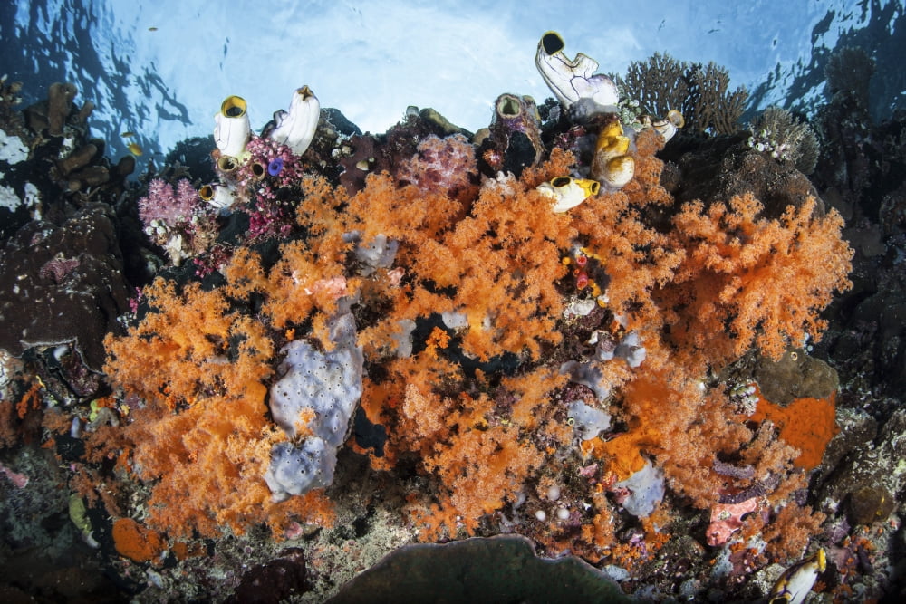 Colorful soft corals grow on a reef dropoff in Raja Ampat Canvas Art - Ethan DanielsStocktrek Images (17 x 12)