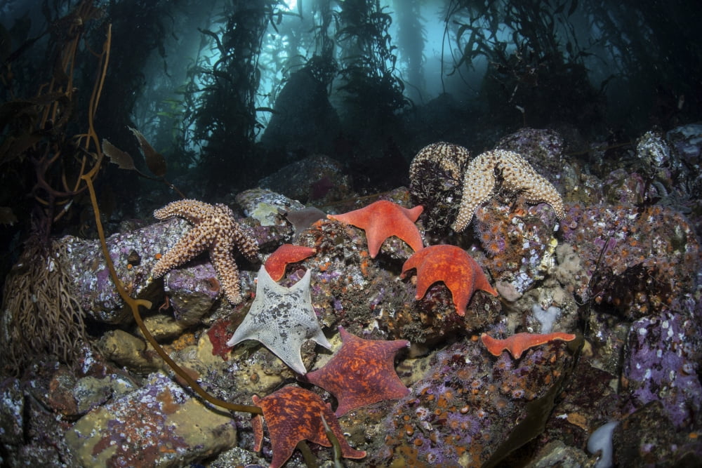 Colorful starfish cover the bottom of a giant kelp forest Canvas Art - Ethan DanielsStocktrek Images (17 x 12)