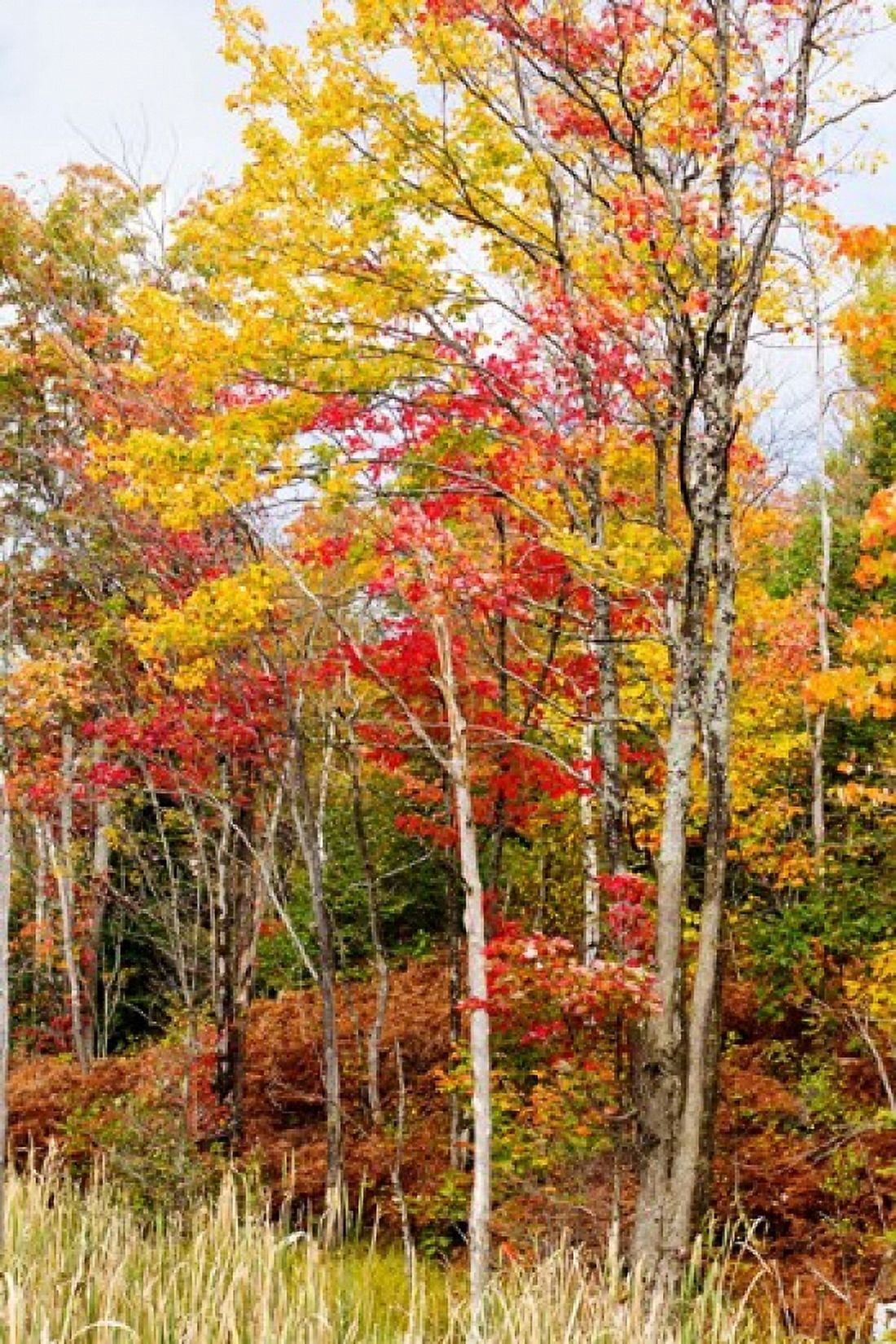 Colorful trees in the forest during autumn Muskoka Ontario Canada Canvas Art - Panoramic Images (24 x 36)