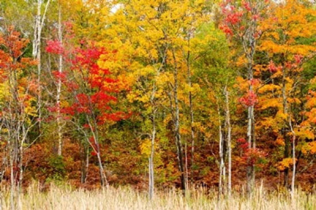 Colorful trees in the forest during autumn Muskoka Ontario Canada Canvas Art - Panoramic Images (36 x 24)