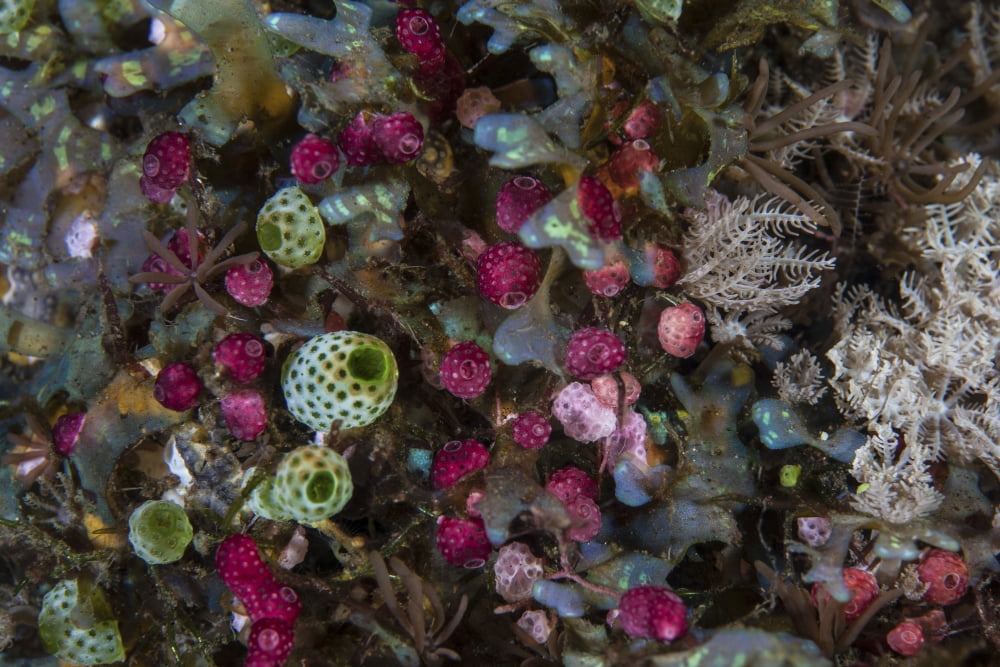 Colorful tunicates grow among coral polyps Canvas Art - Ethan DanielsStocktrek Images (34 x 23)