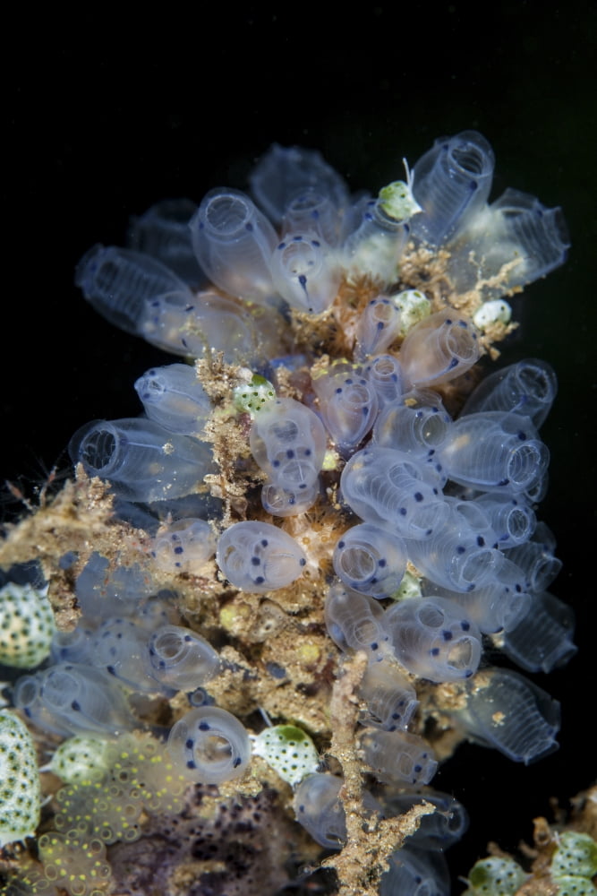 Colorful tunicates grow on a reef in Indonesia Canvas Art - Ethan DanielsStocktrek Images (23 x 34)