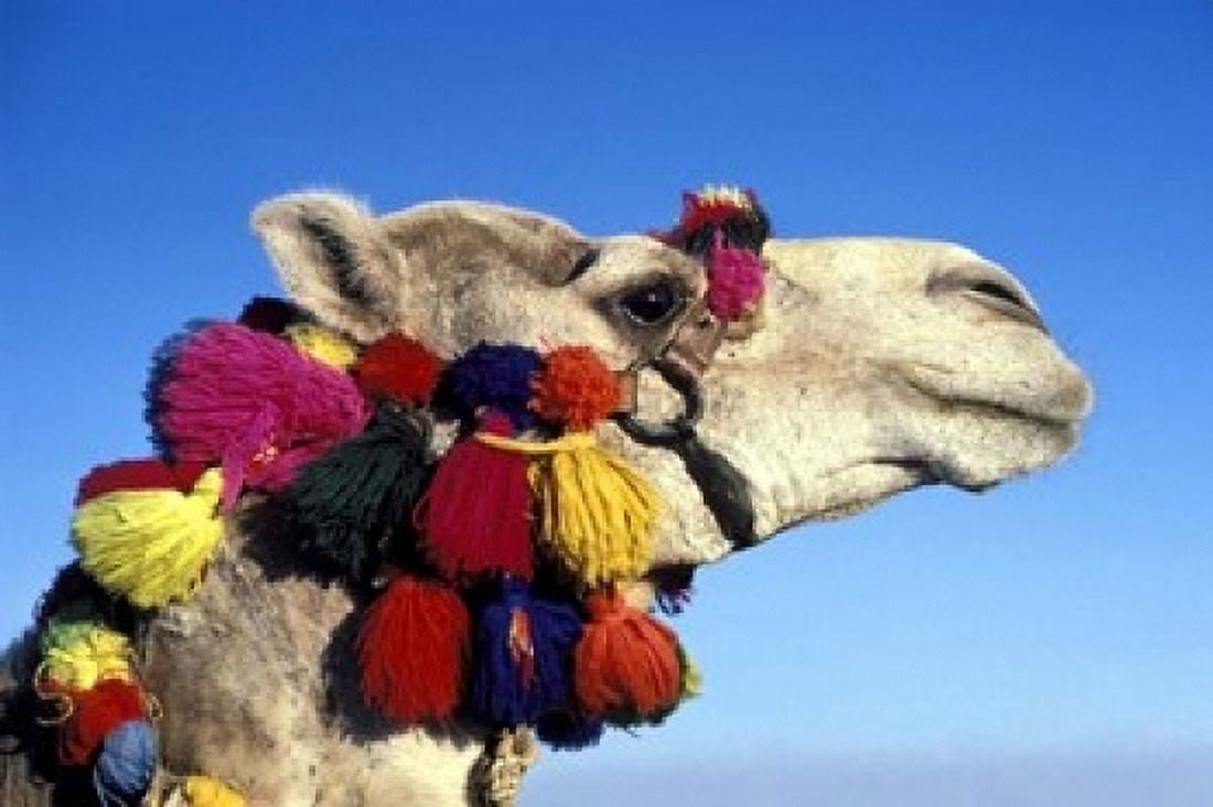 Colorfully Decorated Tourist Camel Egypt Canvas Art - Claudia Adams DanitaDelimont (18 x 12)