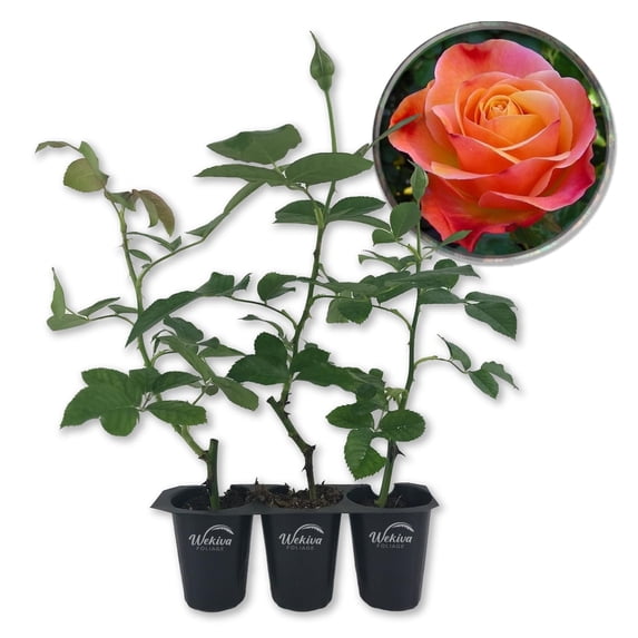Colorific Rose Bush - 3 Live Starter Plants in 2 Inch Growers Pots - Beautifully Fragrant Floribunda Rose - A Versatile Beauty with a Rich Fragrance