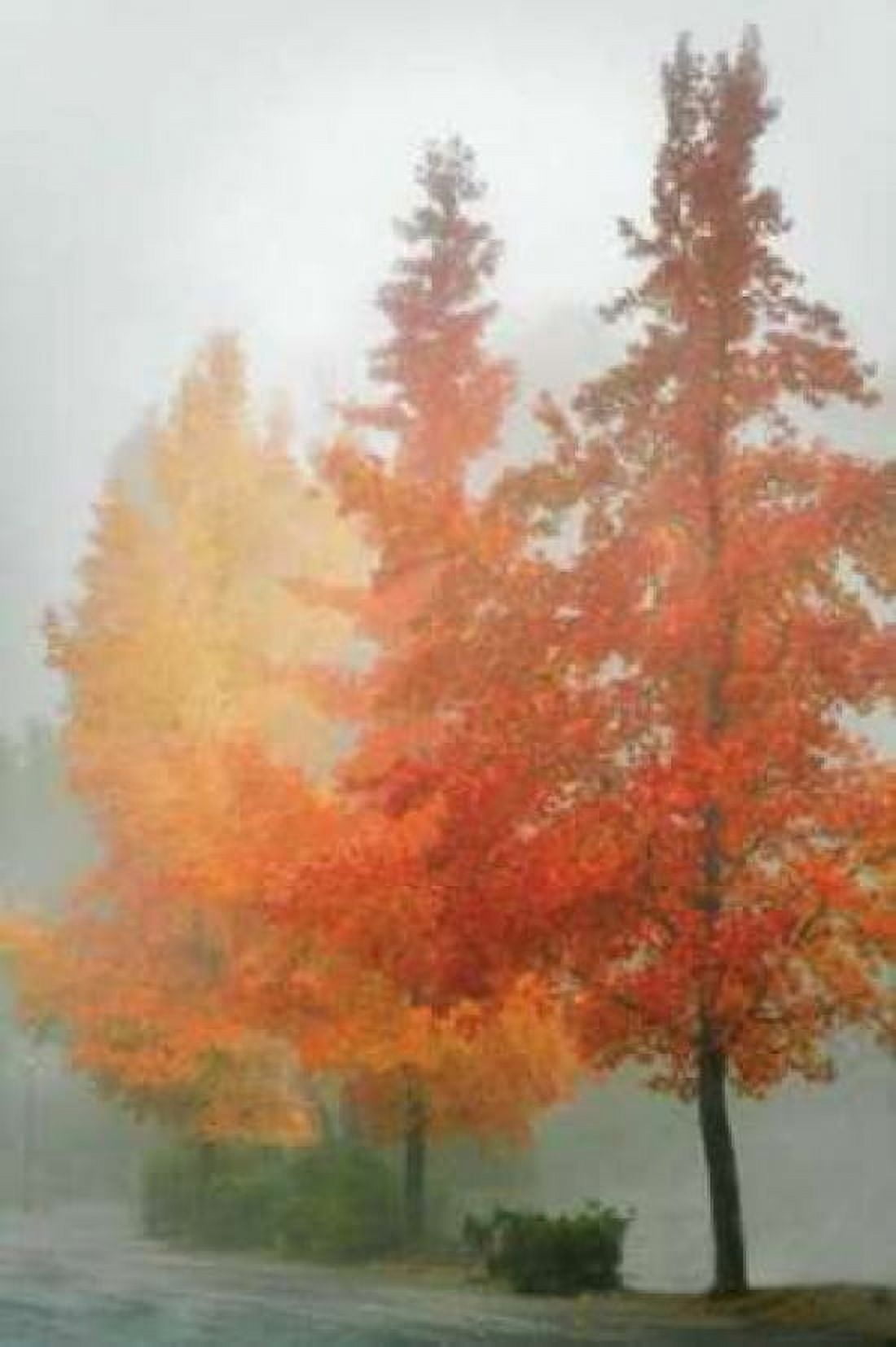 Colors in the Mist I Canvas Art - Vitaly Geyman (24 x 36)